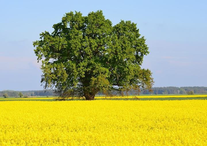 Zum Oertzewinkel